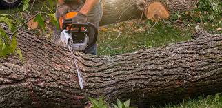 How Our Tree Care Process Works  in  Marshville, NC