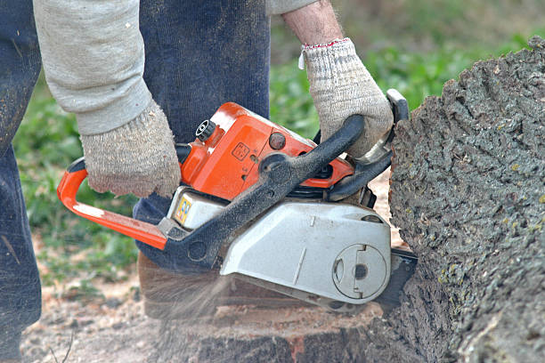 Reliable Marshville, NC Tree Removal Services Solutions